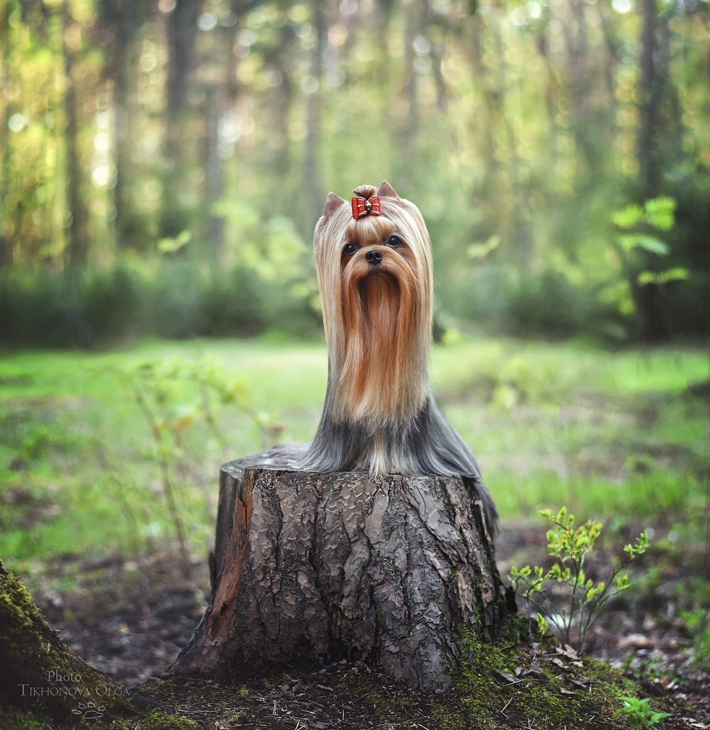 Дэнстайл Санта Лучия. Питомник Йоркширских терьеров Дэнстайл в Санкт-Петербурге заводчик Тих
