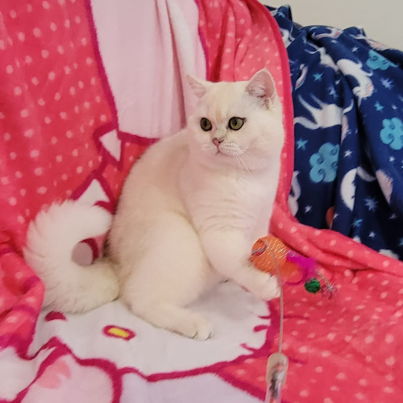 white on gold british kitten