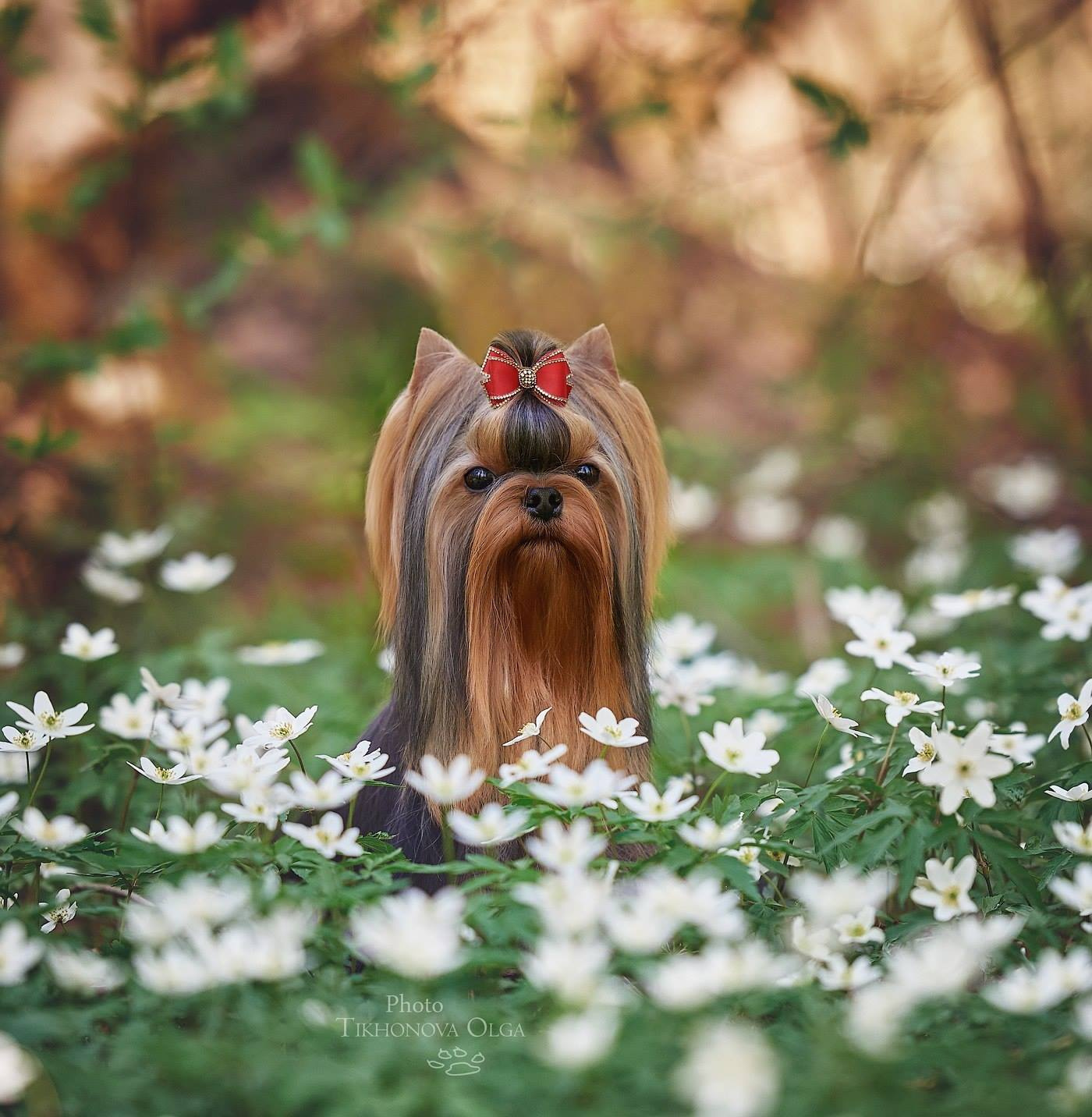 ДЭНСТАЙЛ ЯНА. Питомник Йоркширских терьеров Дэнстайл в Санкт-Петербурге заводчик Тих