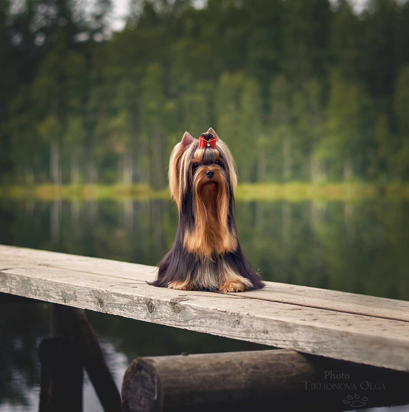 ДЭНСТАЙЛ МАСЯНЯ. Питомник Йоркширских терьеров Дэнстайл в Санкт-Петербурге заводчик Тих