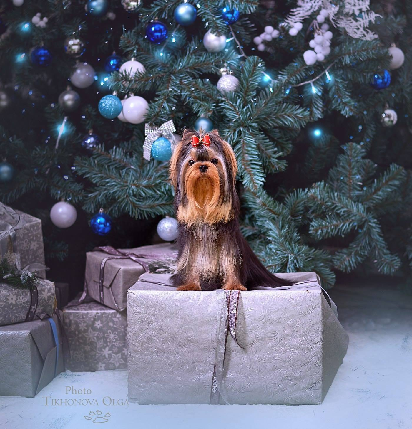 ДЭНСТАЙЛ ЯНА. Питомник Йоркширских терьеров Дэнстайл в Санкт-Петербурге заводчик Тих