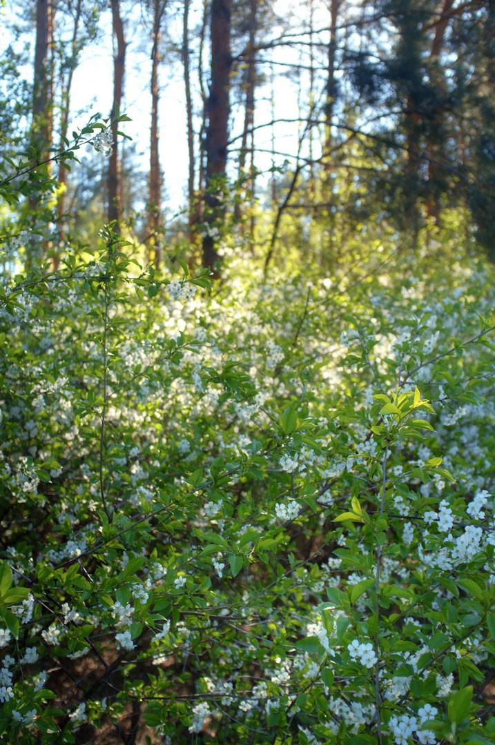 Весна (2025). Руслан Шувалов (поэтограф)