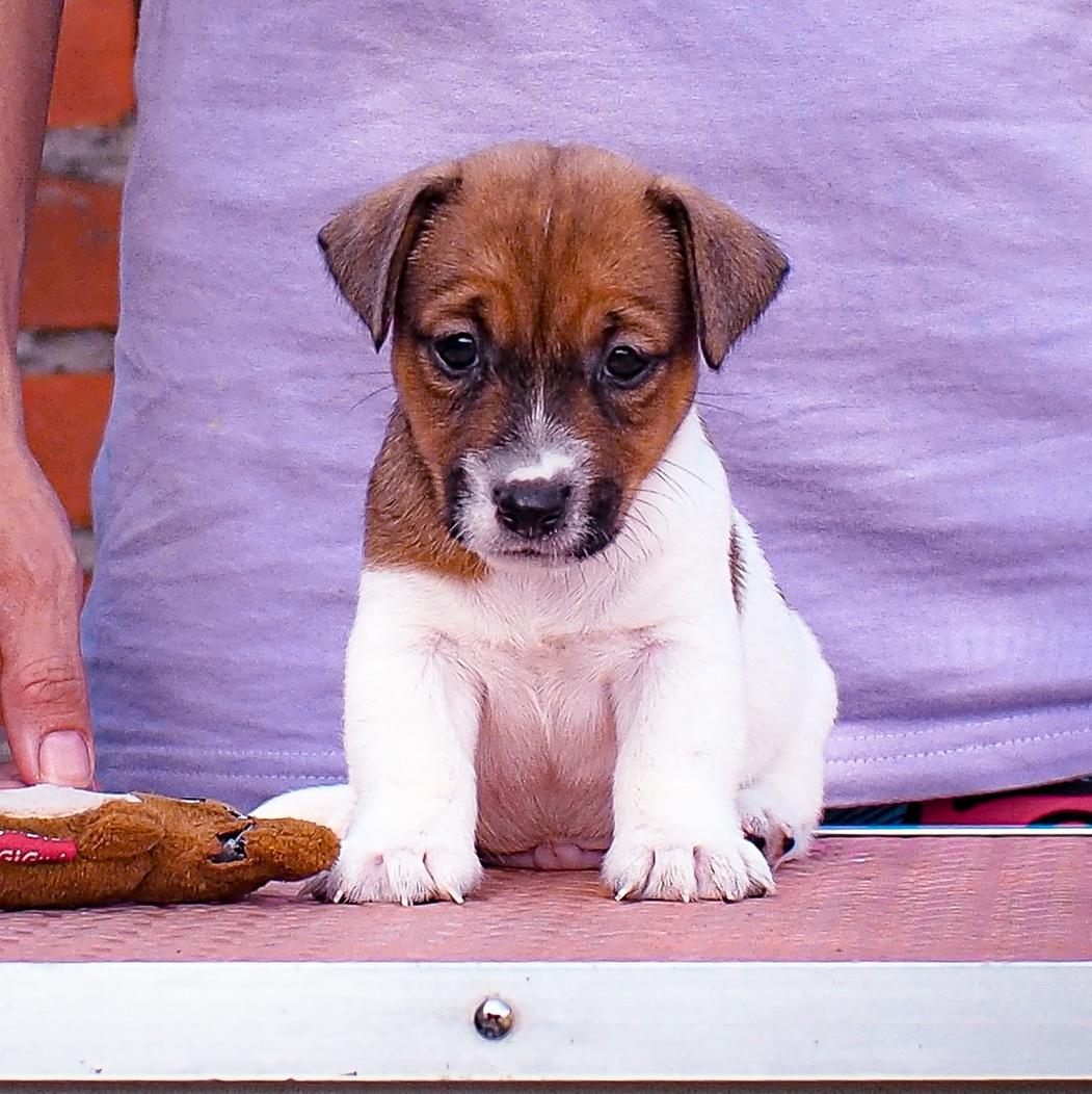 LITTER «Э» |21/06/2025. CANE MAESTRO — kennel Jack Russell Terrier