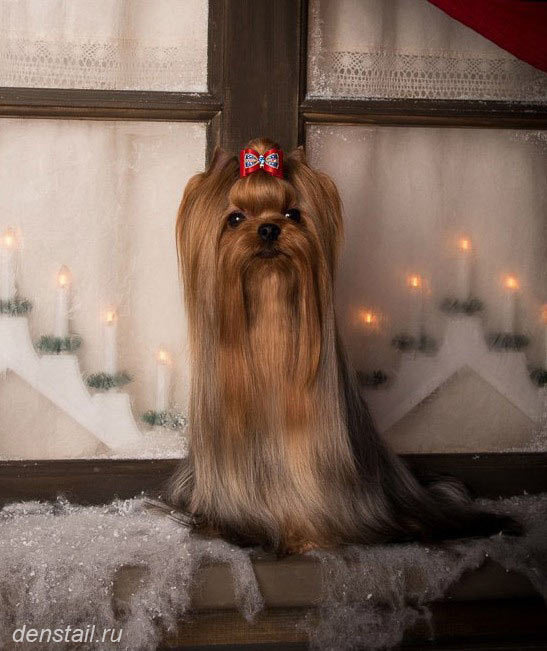 Дэнстайл Козырный Туз. Питомник Йоркширских терьеров Дэнстайл в Санкт-Петербурге заводчик Тих