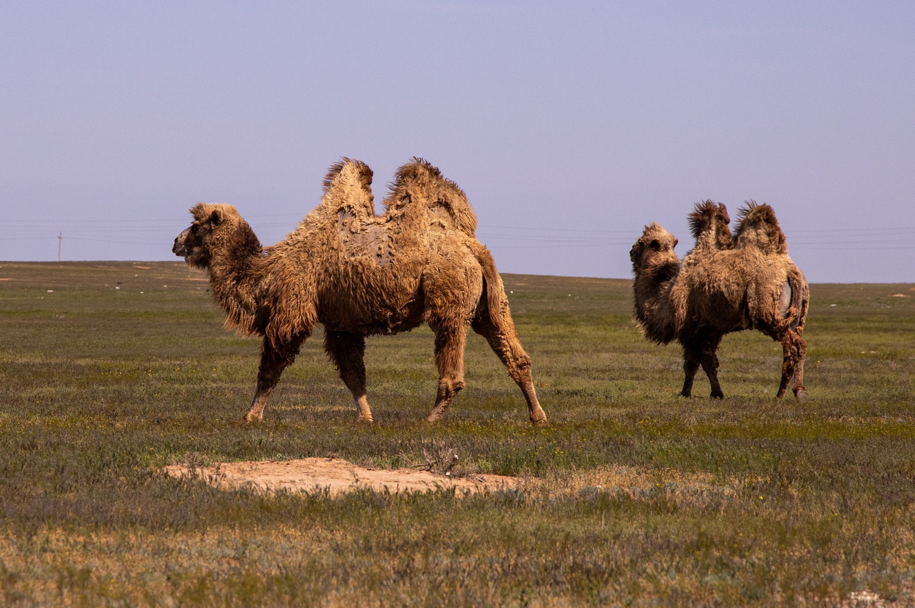 Республика Калмыкия. Фотограф Александр Головин