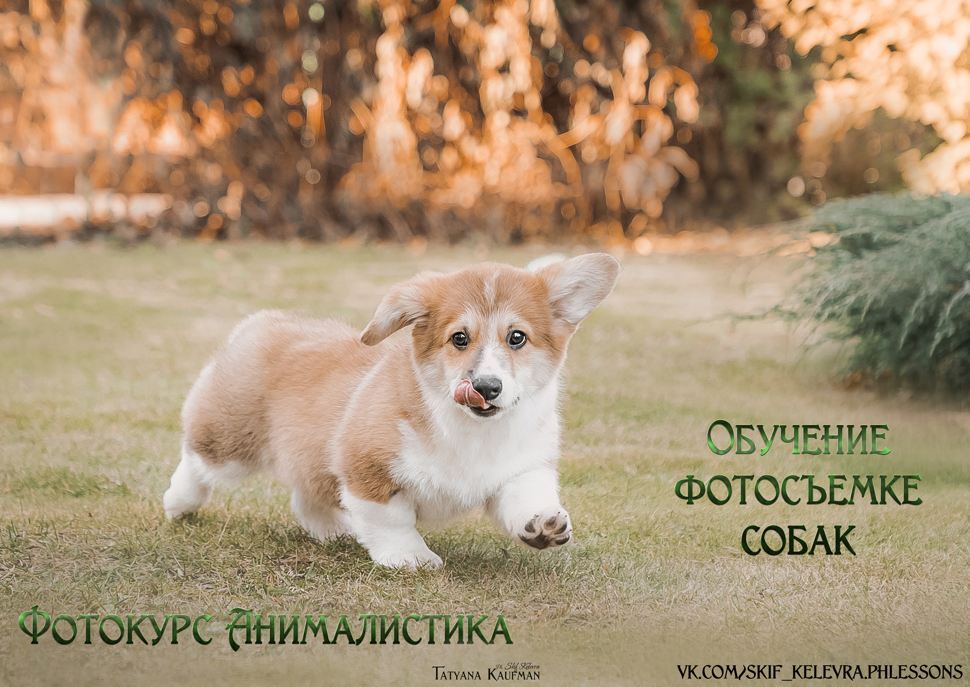 Фотокурс Анималистика. Как фотографировать собак. Научиться фотографировать животных. Как сфотографировать собаку в движении? Анималистика. Фотограф Новосибирск