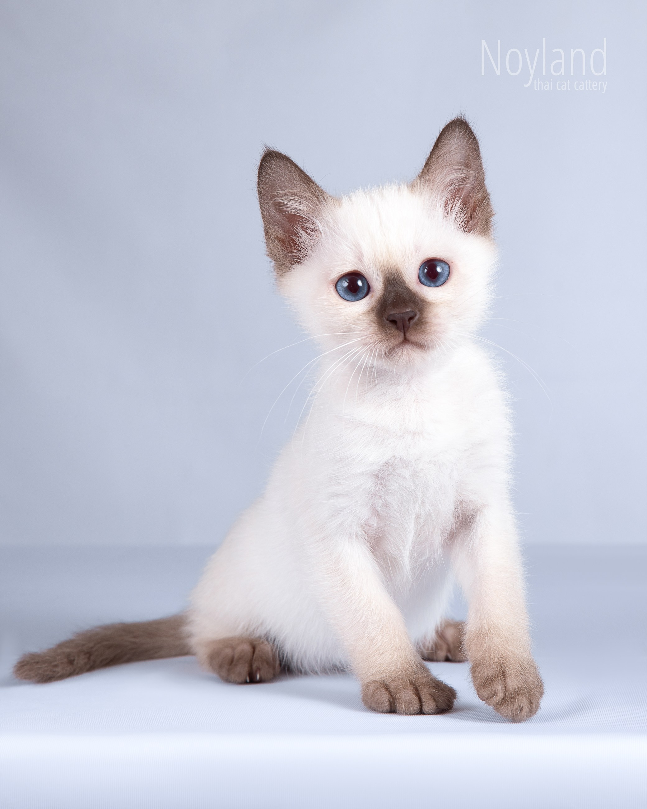 Котята. Питомник тайских кошек в Санкт-Петербурге Noyland