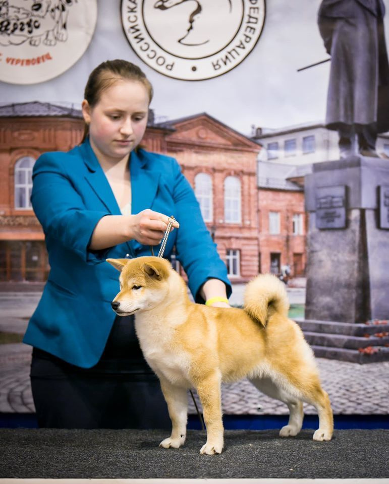 2020. SHIOMARU Питомник сиба и акита-ину