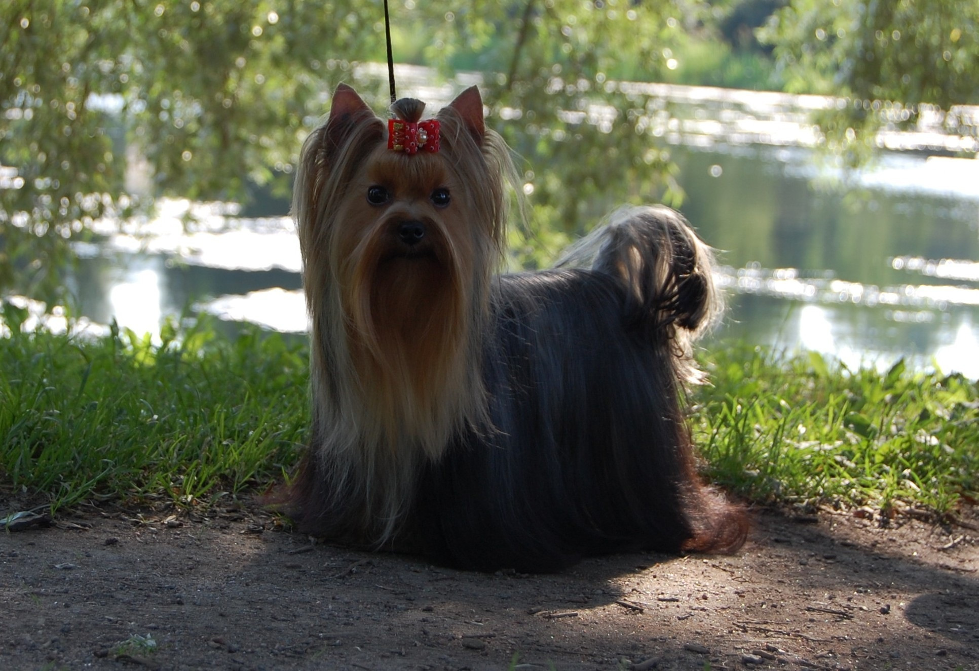 Endless Love Stribrne Prani. Питомник Йоркширских терьеров Дэнстайл в Санкт-Петербурге заводчик Тих