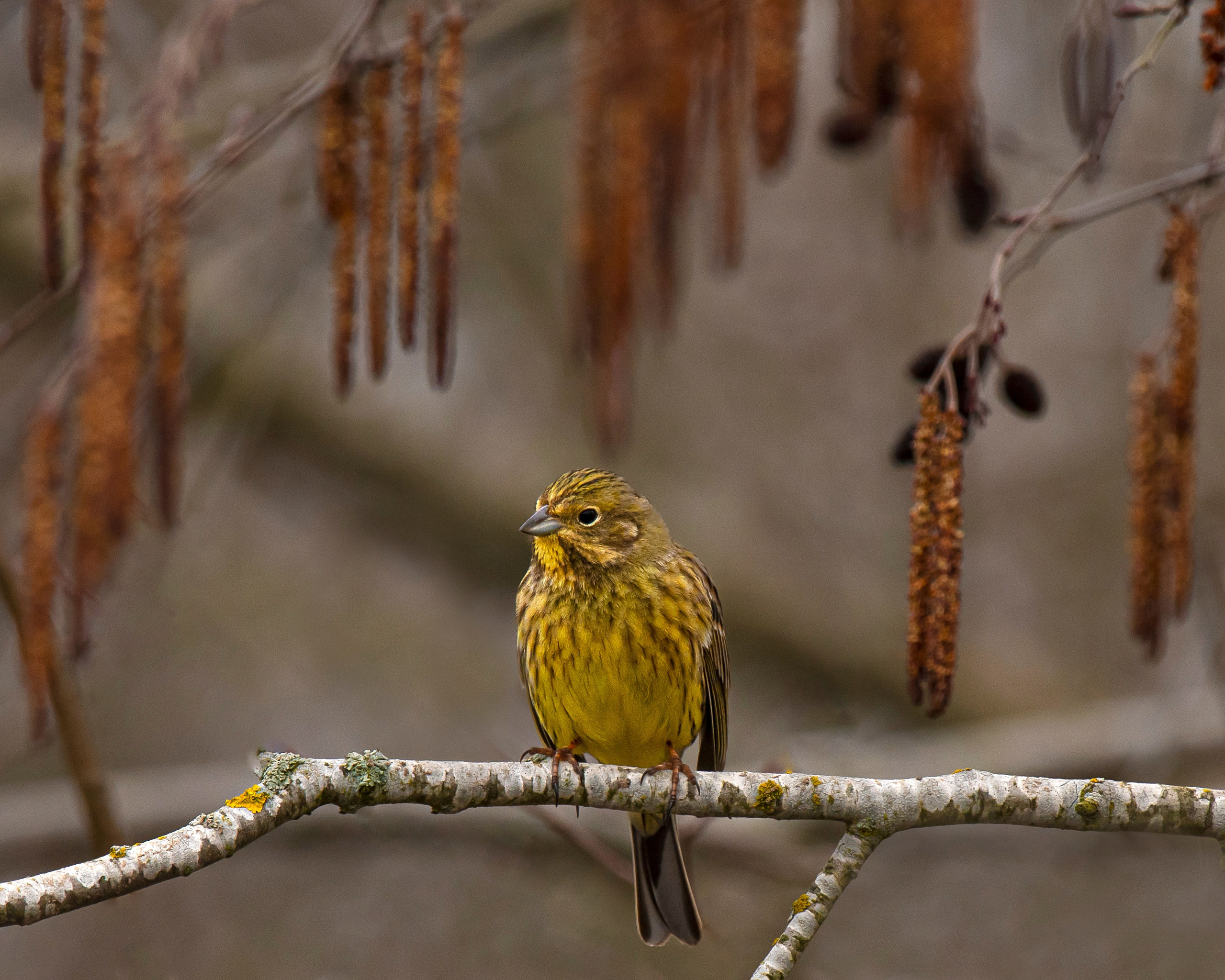 Фотоохота. Фотографии Лены Соколовой