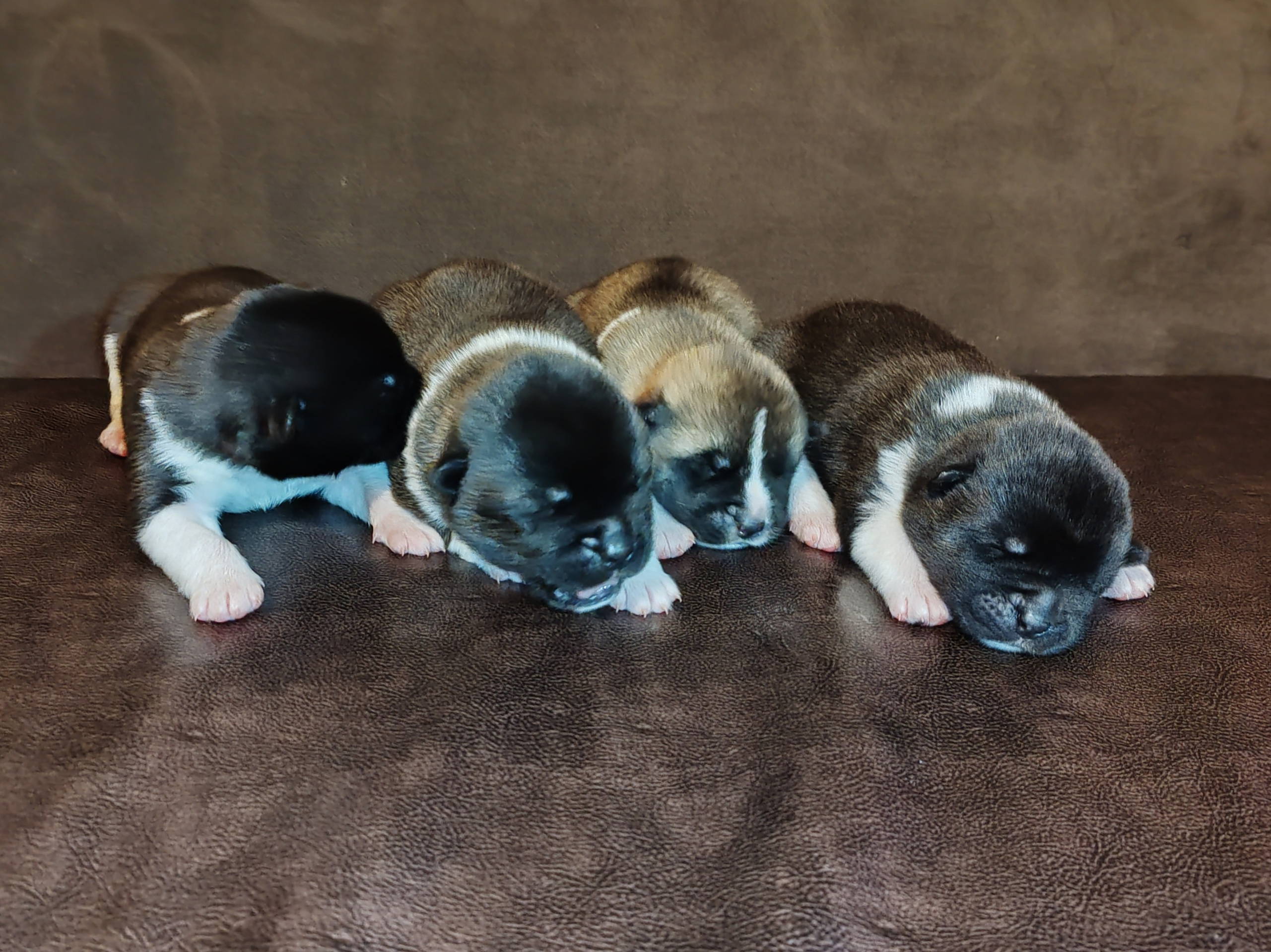 AMERICAN AKITA RUBYLIGHT KENNEL I SHIBA-INU