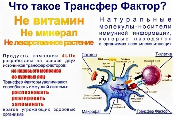 Знакомство с иммунитетом. Медицина с душой