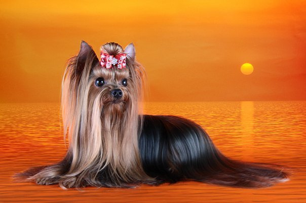 Хелен из Замка Сид. Питомник Йоркширских терьеров Дэнстайл в Санкт-Петербурге заводчик Тих