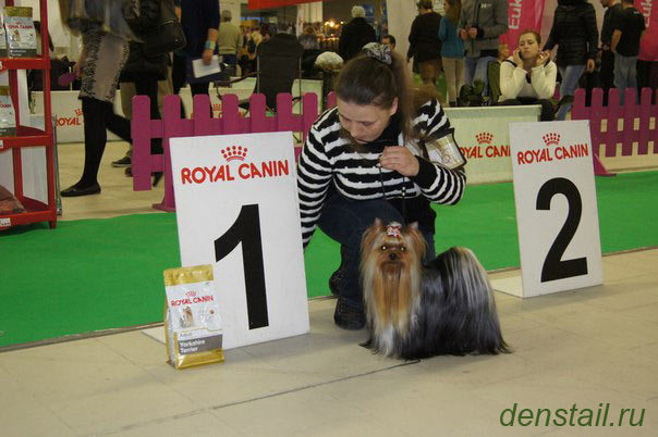 2014 г Результаты выставок. Питомник Йоркширских терьеров Дэнстайл в Санкт-Петербурге заводчик Тих