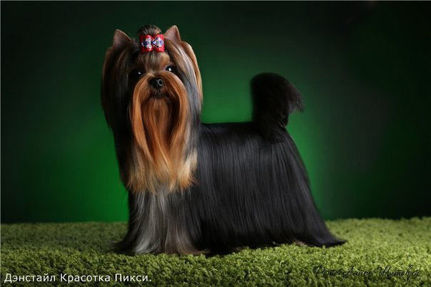 2014 г Результаты выставок. Питомник Йоркширских терьеров Дэнстайл в Санкт-Петербурге заводчик Тих