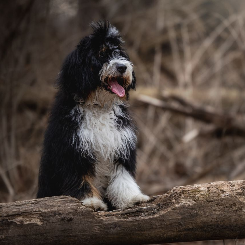 Видеокурс по обработке. Фотограф — Анималист | Санкт-Петербург