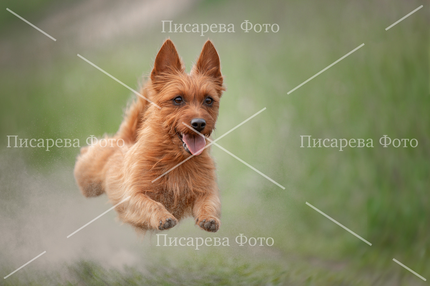 Собака в полете на поле