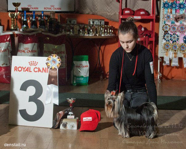 2011-2012 г Результаты выставок. Питомник Йоркширских терьеров Дэнстайл в Санкт-Петербурге заводчик Тих