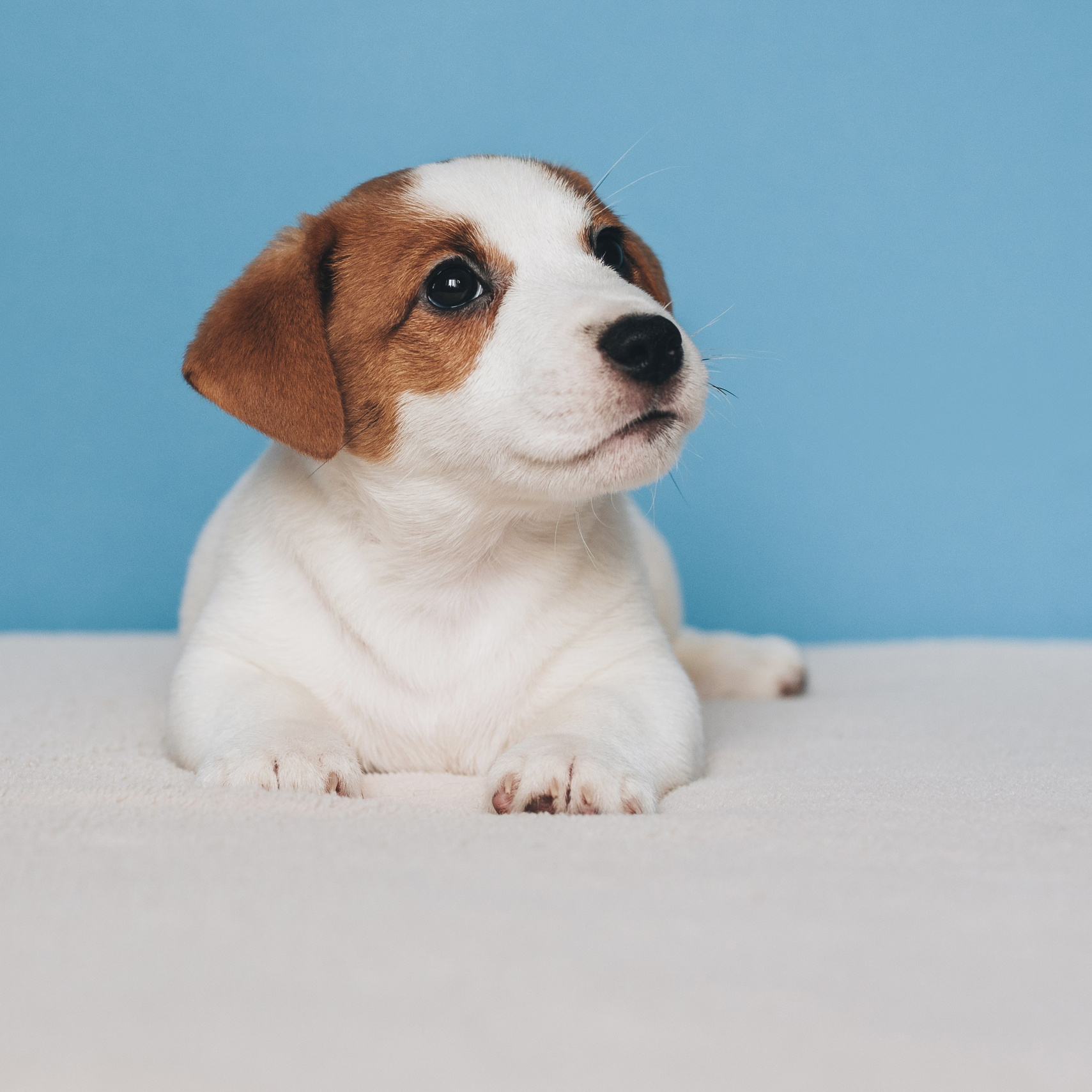 Natalia Finch Photography — Family, Kids & Pet Photographer in Chicago, IL