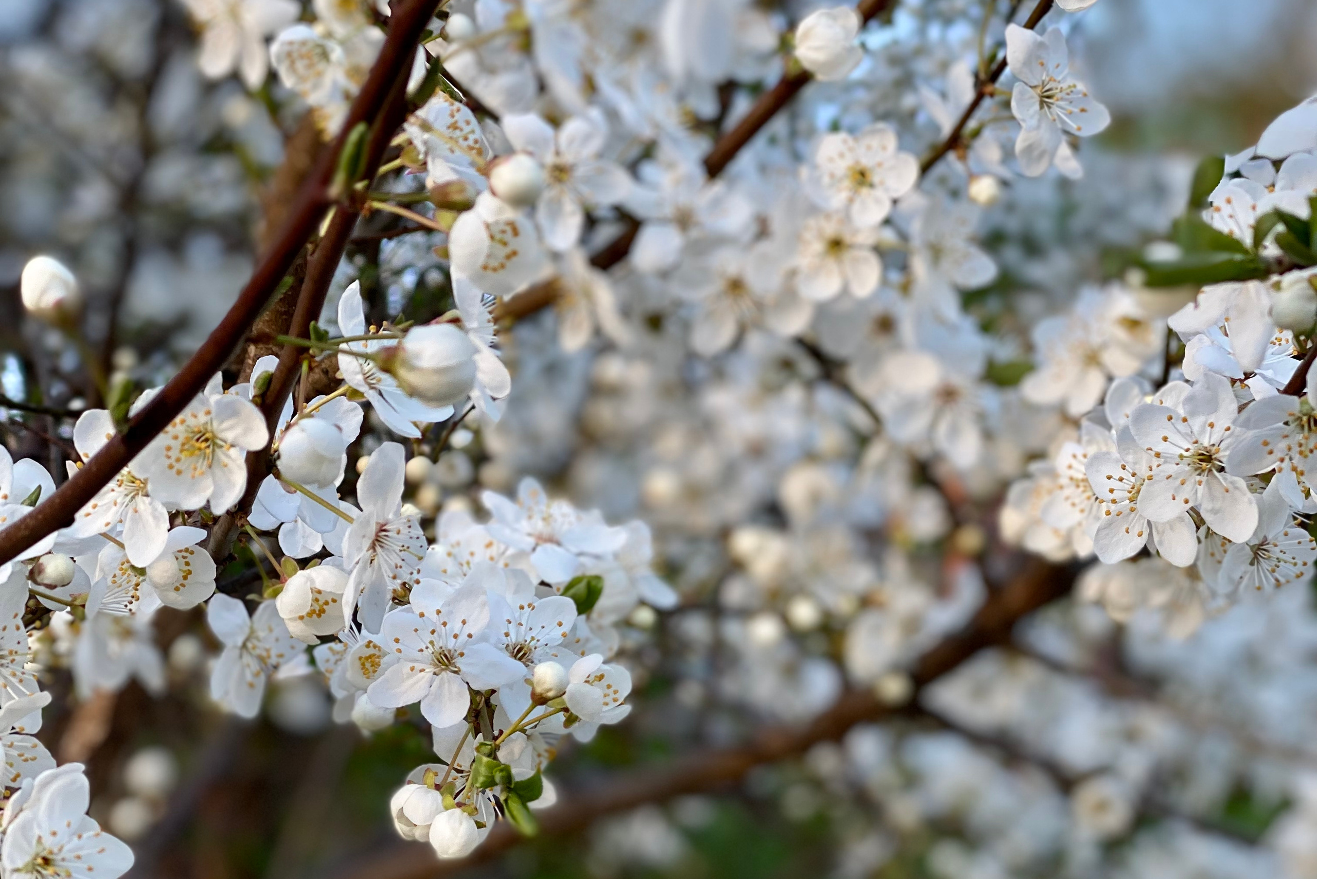 Анонс цветущих садов. Фотограф в Минске Анна Кучинская