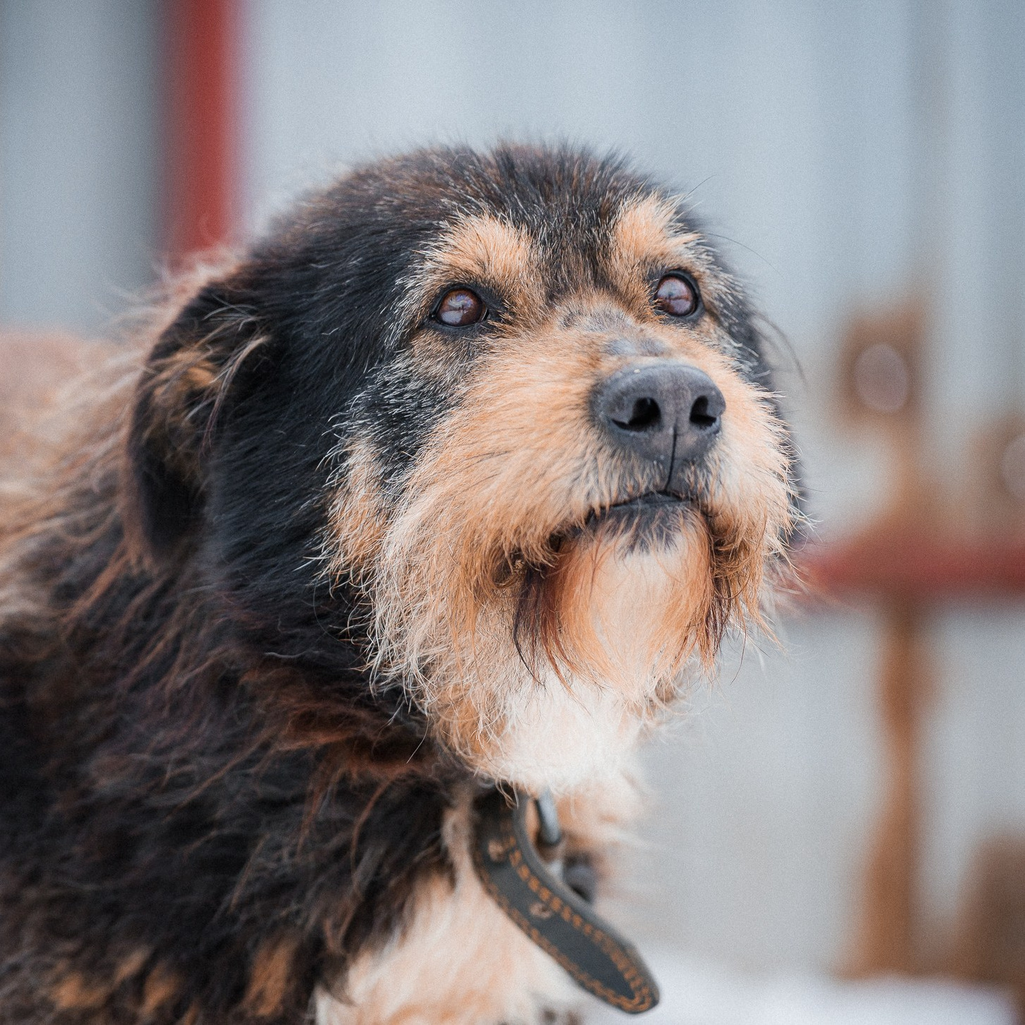 Истории. Улыбка собаки — спасение и пристройство бездомных собак