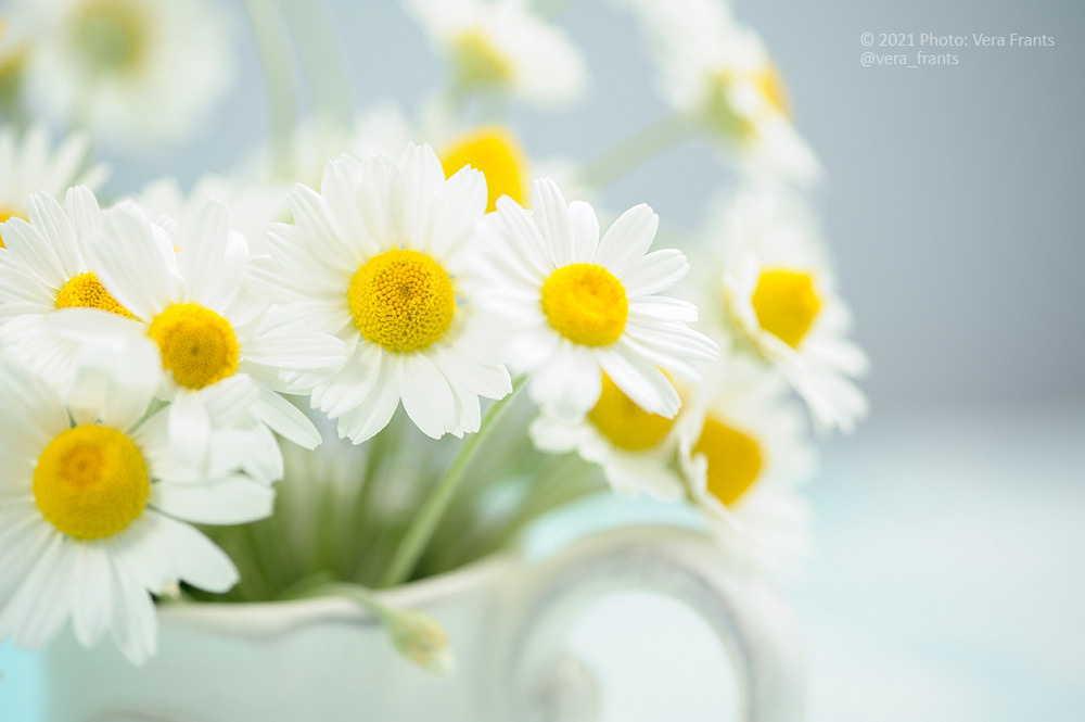 Обо мне. Фотограф Волгоград, фотосъемка в Волгограде. Вера Франц