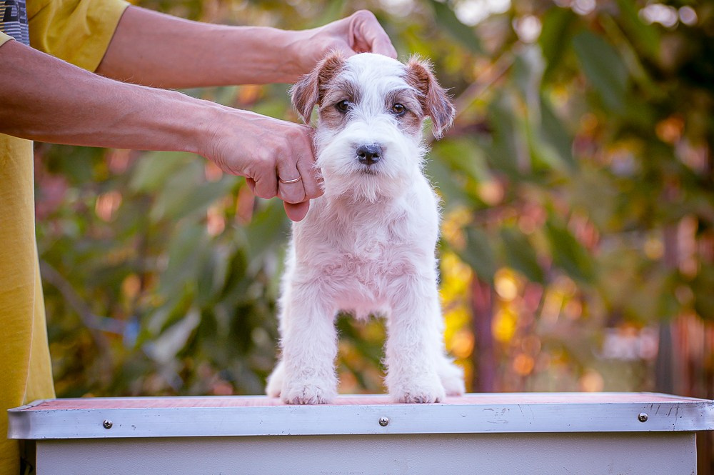 LITTER «S» 17/06/2023. CANE MAESTRO — kennel Jack Russell Terrier