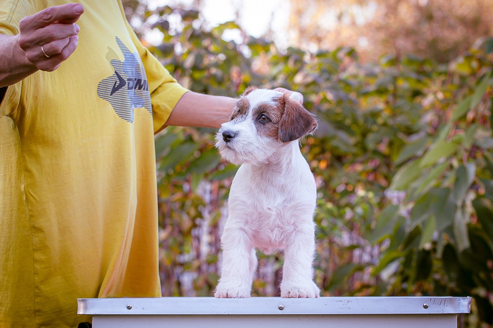 LITTER «S» 17/06/2023. CANE MAESTRO — kennel Jack Russell Terrier