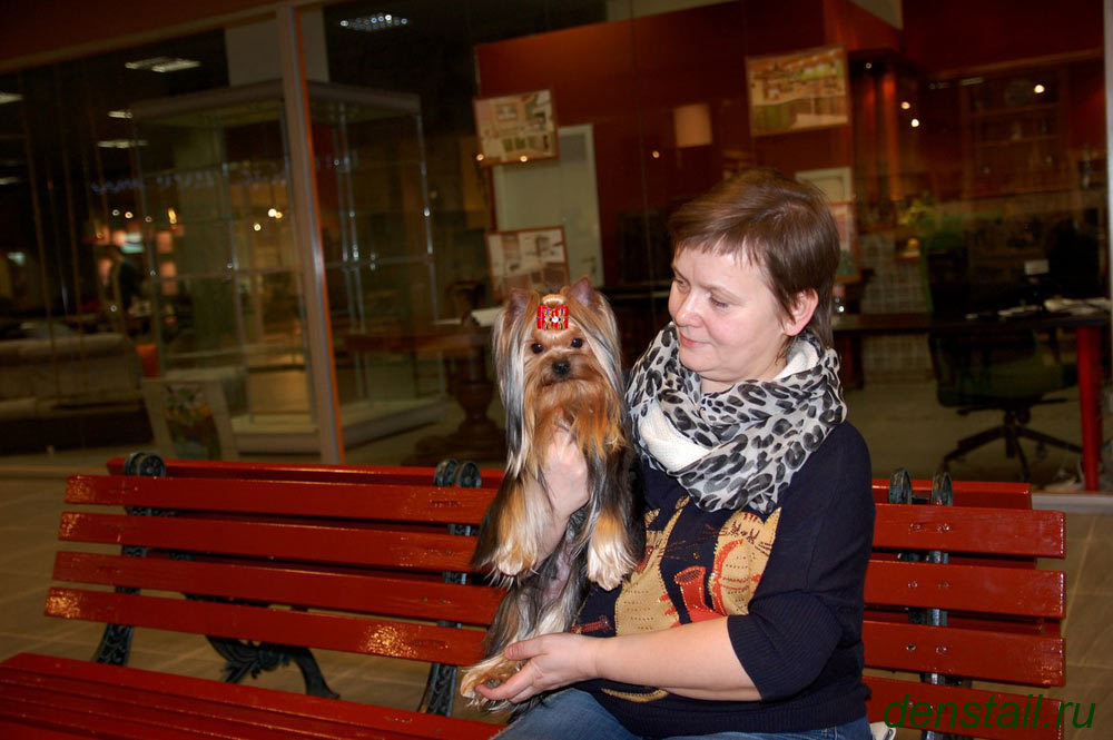 2015 г Результаты выставок. Питомник Йоркширских терьеров Дэнстайл в Санкт-Петербурге заводчик Тих