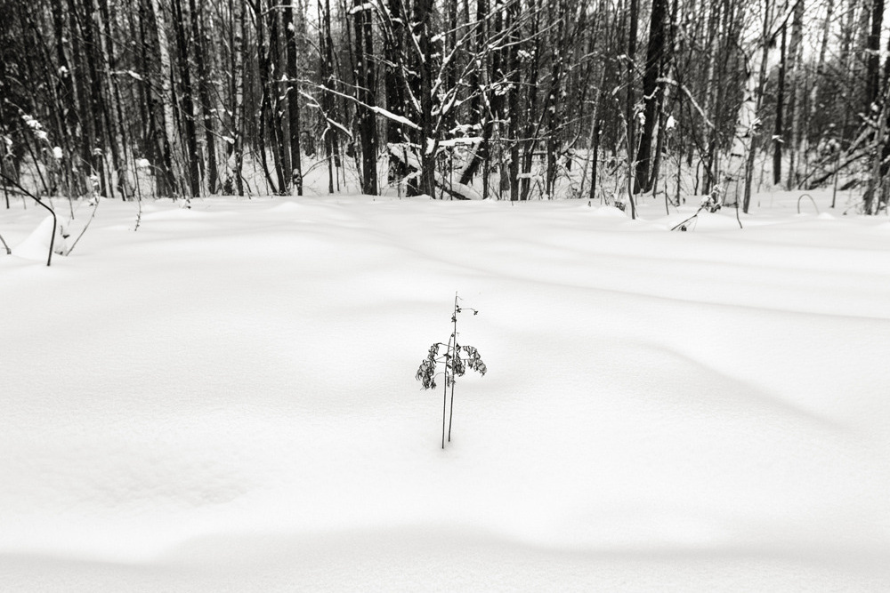 Природа, портрет природы, деревья и кустик.