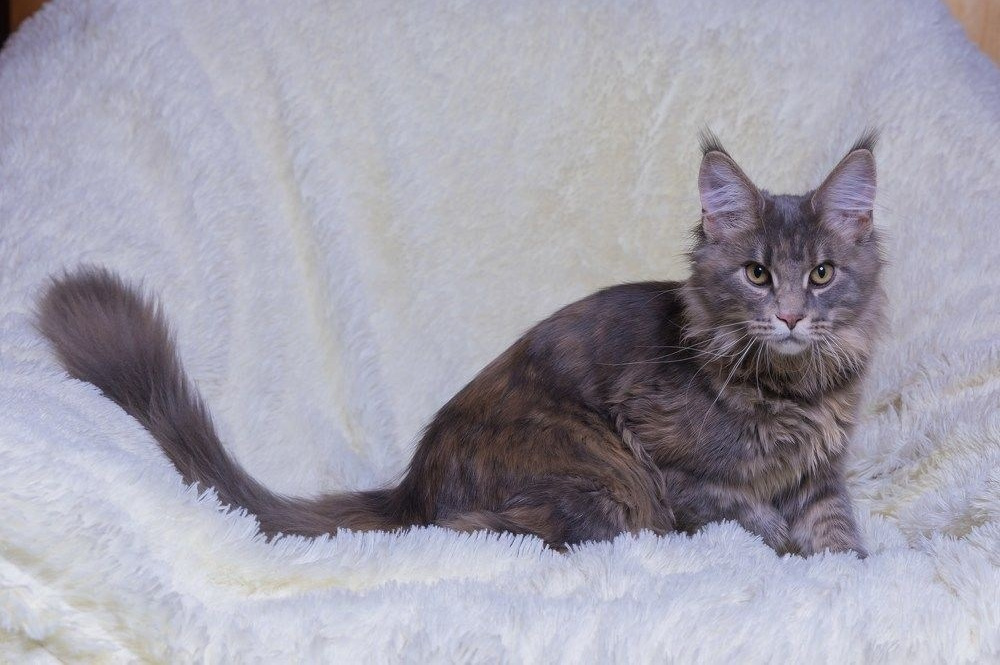 35 Awards «Кошки». Photomantis