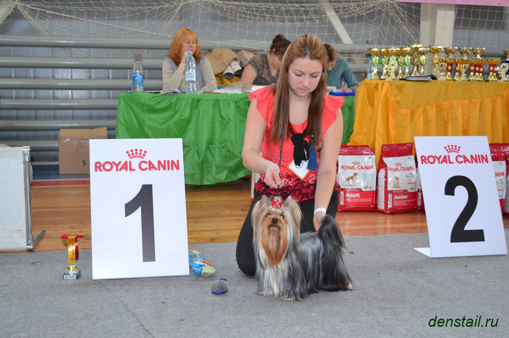 2015 г Результаты выставок. Питомник Йоркширских терьеров Дэнстайл в Санкт-Петербурге заводчик Тих