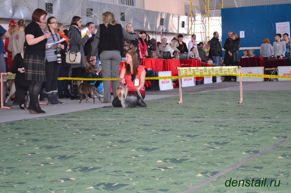 2015 г Результаты выставок. Питомник Йоркширских терьеров Дэнстайл в Санкт-Петербурге заводчик Тих