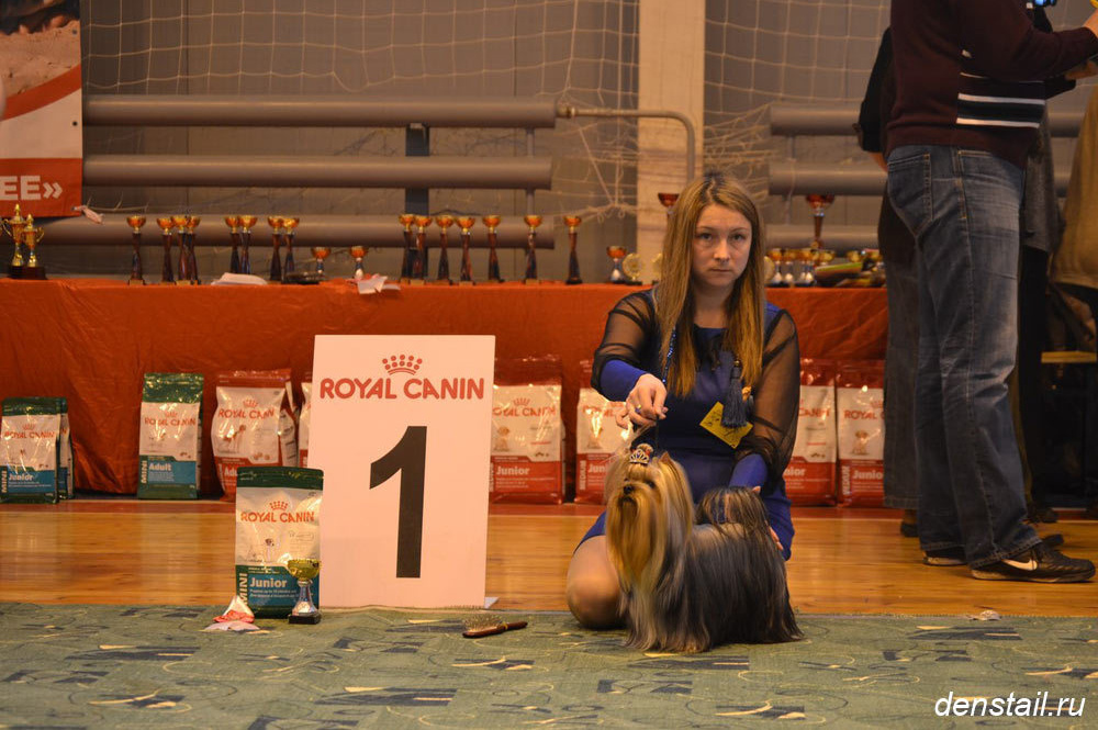2015 г Результаты выставок. Питомник Йоркширских терьеров Дэнстайл в Санкт-Петербурге заводчик Тих