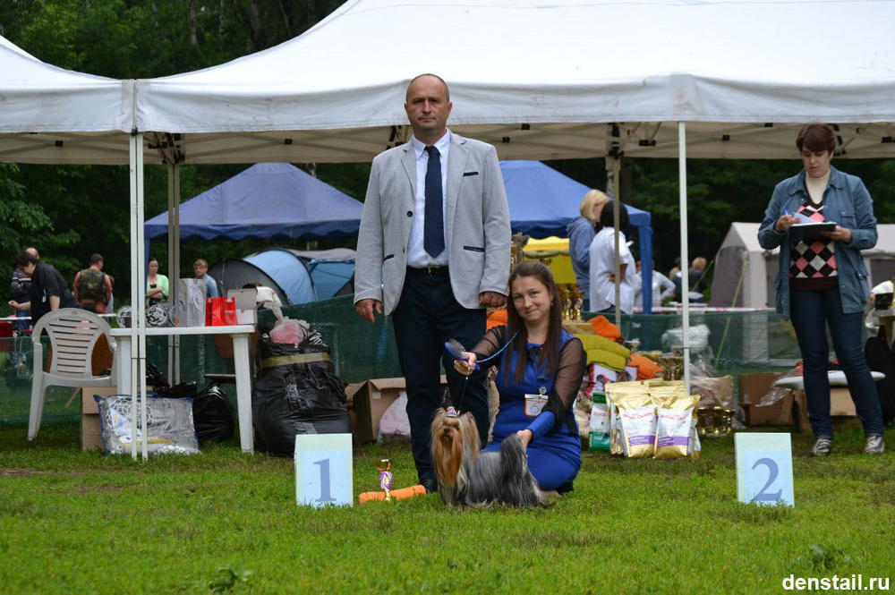 2015 г Результаты выставок. Питомник Йоркширских терьеров Дэнстайл в Санкт-Петербурге заводчик Тих