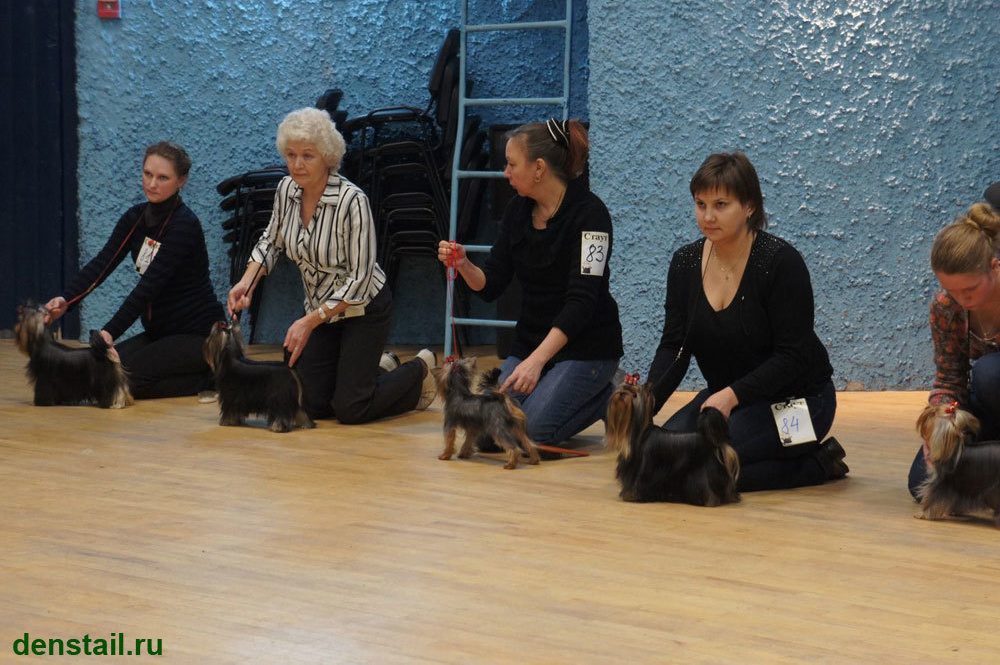 2013 г Результаты выставок. Питомник Йоркширских терьеров Дэнстайл в Санкт-Петербурге заводчик Тих