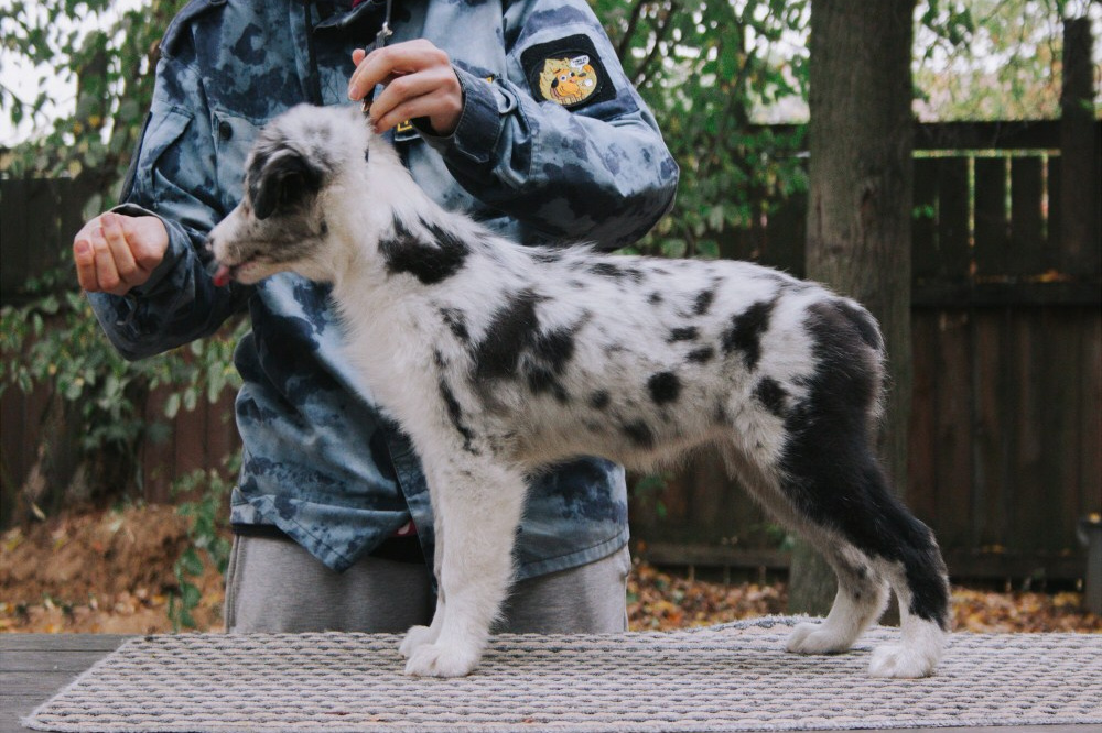 К-помёт. BLGKV питомник собак