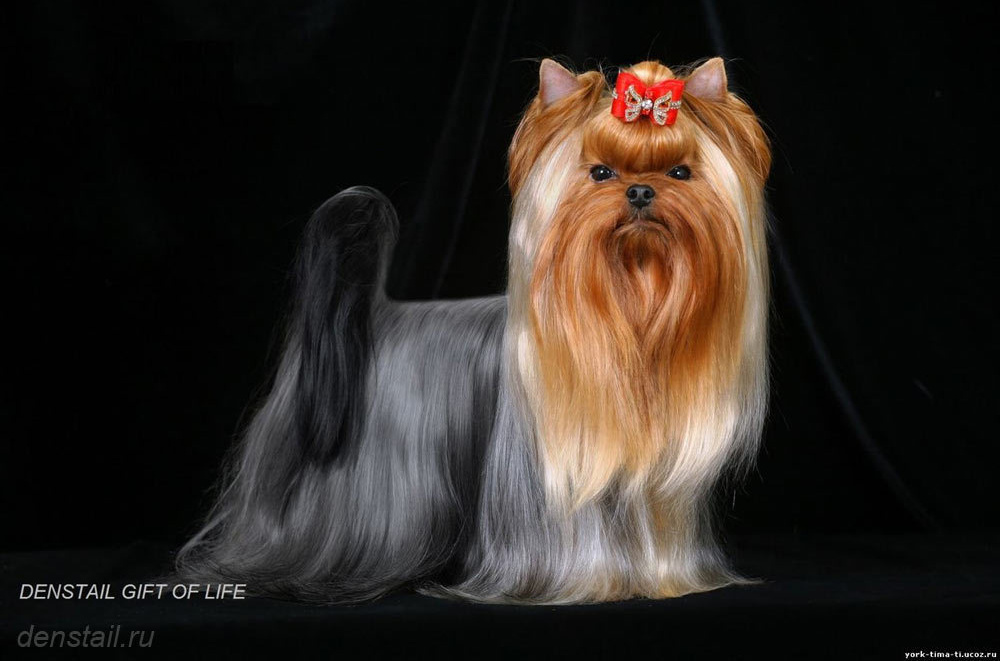 2015 г Результаты выставок. Питомник Йоркширских терьеров Дэнстайл в Санкт-Петербурге заводчик Тих