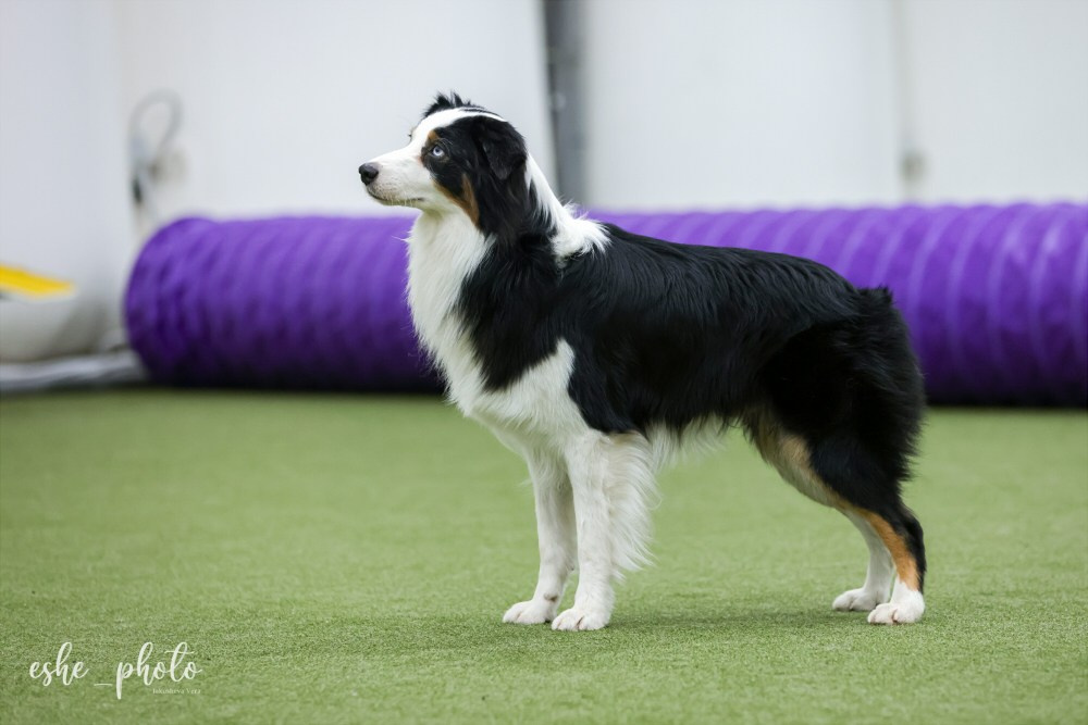 Гелий. BLGKV питомник собак