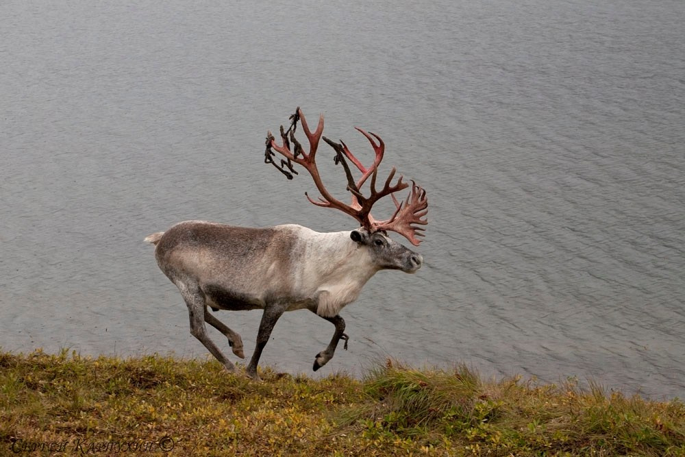 Хребет Черского