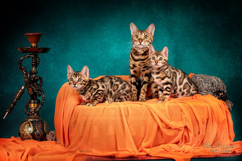 Студийная съёмка на моей территории. Фотограф-анималист в Омске Екатерина Маричева