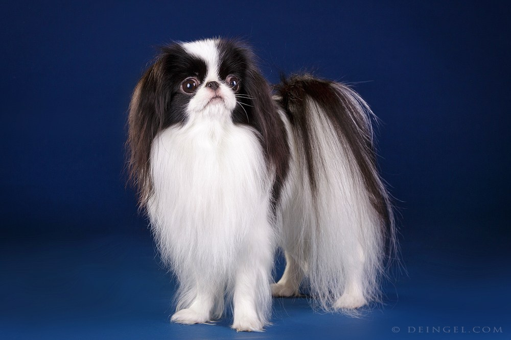 Приглашаю на студийные фото дни в феврале!. Фотограф-анималист Natalia Deingel | Фотосъемка собак в Москве