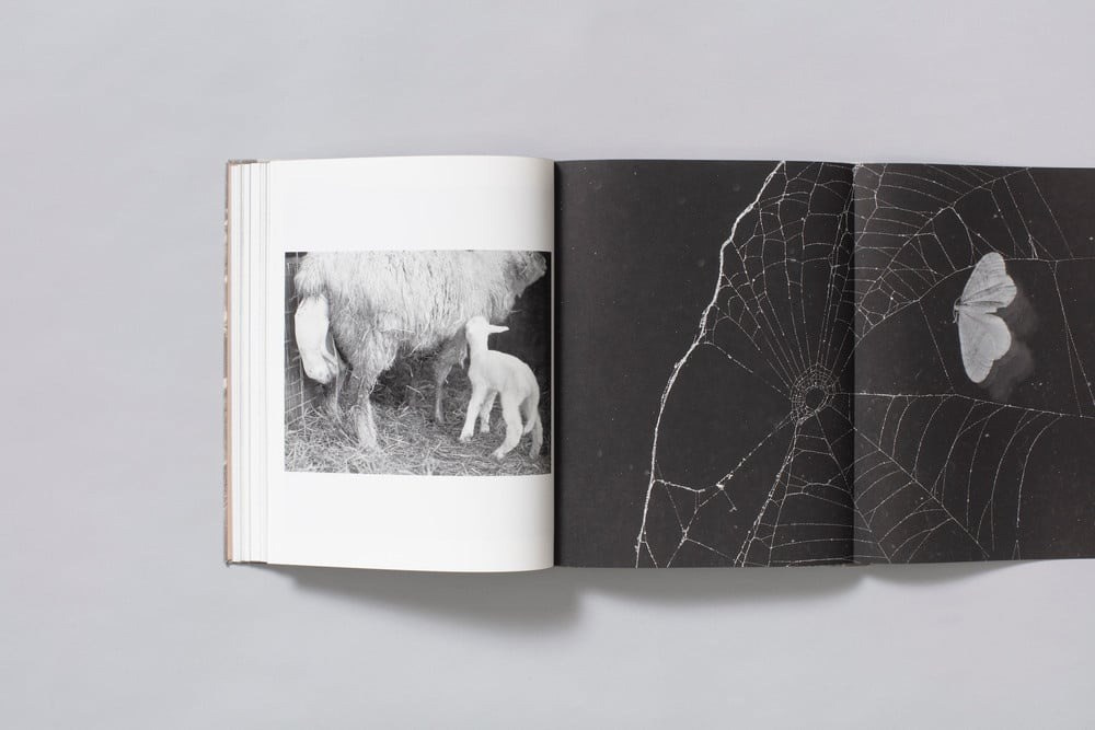 ФОТОКНИГА КАК ДИСЦИПЛИНА: (НЕ) СТРЕМИТЕЛЬНОЕ РАЗВИТИЕ. Самоорганизация Низина