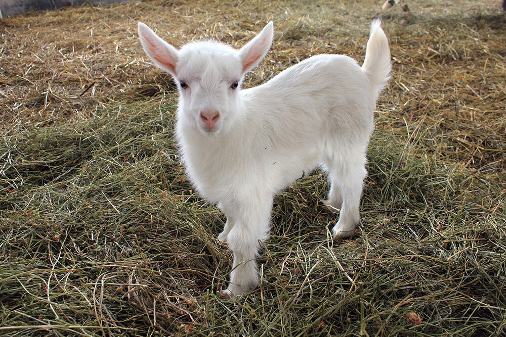 НАШИ МАЛЫШИ. Lesnaya bratva