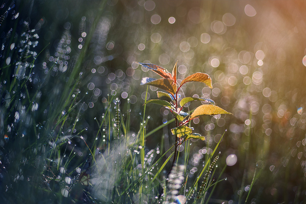 Отличие зрения человека от камеры. Фотоцентр Перспектива: выпускные альбомы, фотошкола, курсы фотографии