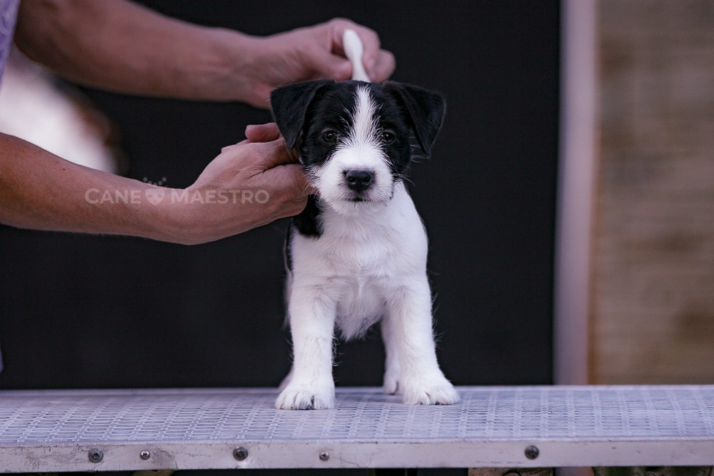 LITTER «R» 12/06/2023. CANE MAESTRO — kennel Jack Russell Terrier