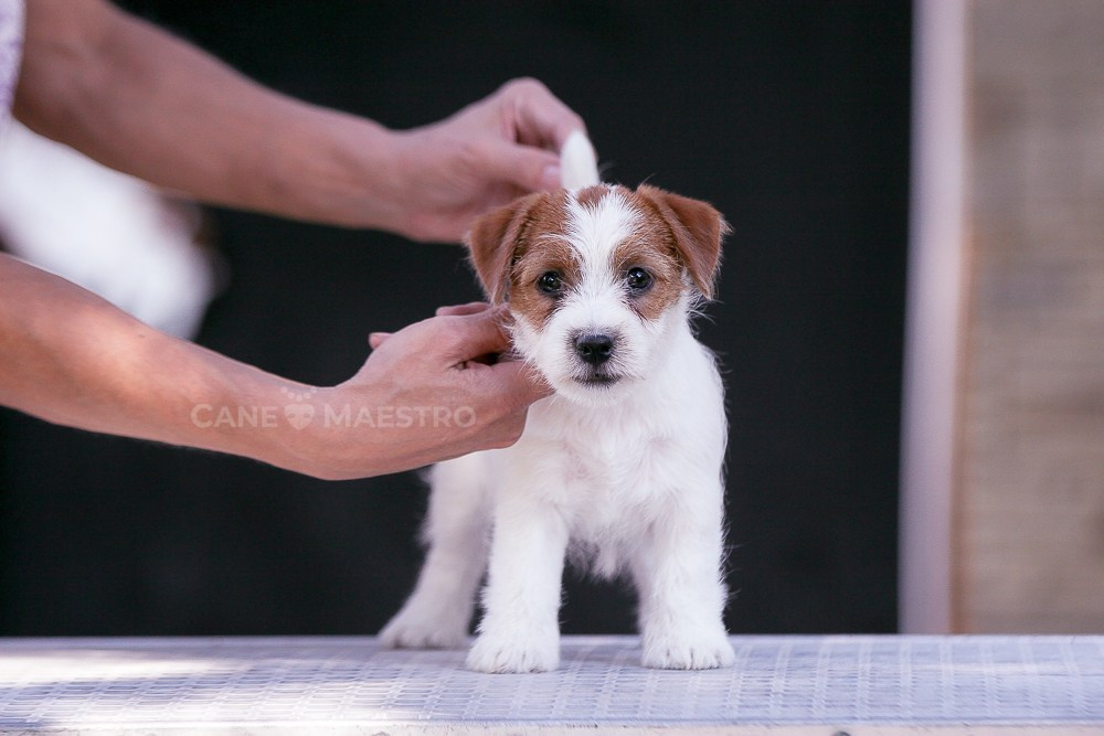 LITTER «R» 12/06/2023. CANE MAESTRO — kennel Jack Russell Terrier