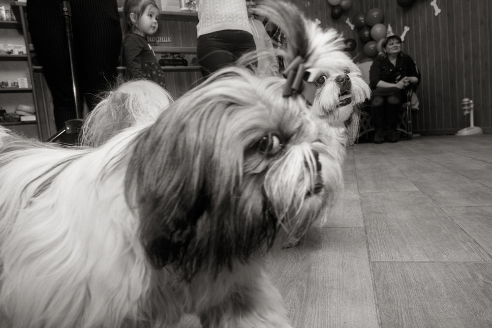 Документальное фото. Собака смотрит в объектив.