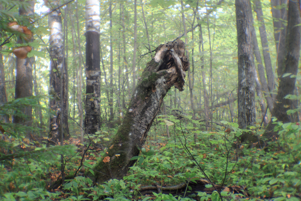 Природа, дерево как лесное существо.