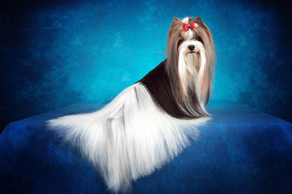 Фотограф-анималист в Омске Екатерина Маричева